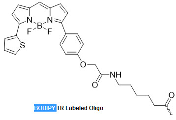 Bio-Synthesis Inc. Oligo Structure